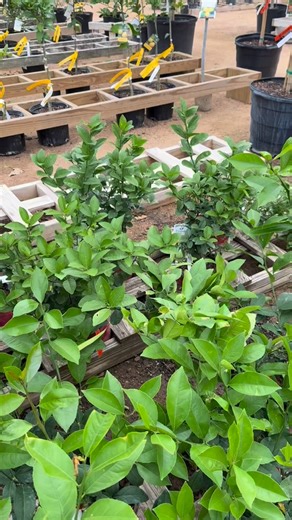 Gill's on Instagram: "We have fruit trees! Citrus, Peaches, and more! And we have a ton of varieties including, Improved Meyer Lemon, Mexican Thornless Lime, Calamondin Orange, Pink Variegated Eureka Lemon, Mexican Lime, Satsuma ‘Okitsu Wase’, Satsuma ‘Silverhill’, Satsuma ‘Dobashi Beni’, Dwarf Valencia Orange, Navel Orange, Dwarf Mandarin ‘Shiranui’, Ruby Red Grapefruit, Dwarf Mulberry, Peach Tropic Snow’, Peach ‘Eva’s Pride’, Peach ‘Florida Prince’, Peach ‘Florida Grande’, Avocado ‘Hass’, Guav