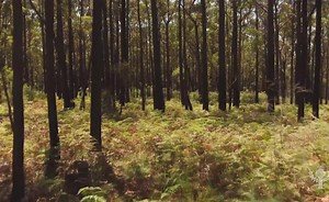 Learn About Deciduous Forest Biomes