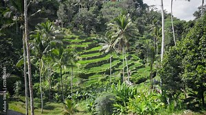 Terraced rice green field in Thailand. Beautiful rice terraces and nature landscapes, green and yellow rice paddies in farm garden. Green season, organic agriculture, traveling, asian tourism concept.