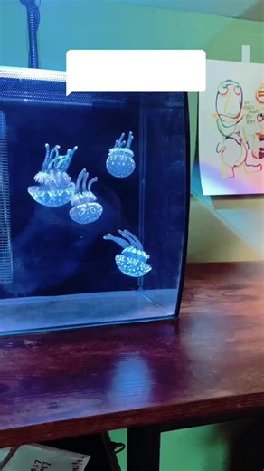 How to Feed Jellyfish with Brine Shrimp