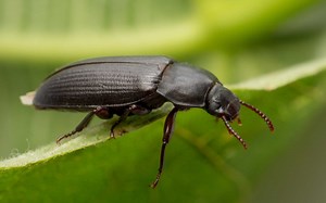 Discover 10 Types of Brown Beetles