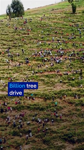 133K views · 7.7K reactions | Massive crowds climb a mountain - not for worship, but to plant trees. Ethiopia’s Green Legacy has already planted billions. It's cooling the land, creating jobs, and giving hope - one sapling at a time. #reforestation #GreenLegacy #Ethiopia | DW Environment | Facebook