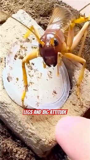 Never Disturb a Hungry Cricket! 🦗😂 | Funny Insect Moment Caught on Camera