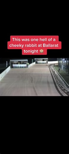Cheeky Rabbit Escapes Greyhound Chase at Ballarat