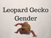 How To Tell The Gender Of A Leopard Gecko | LeopardGeckoLand.com
