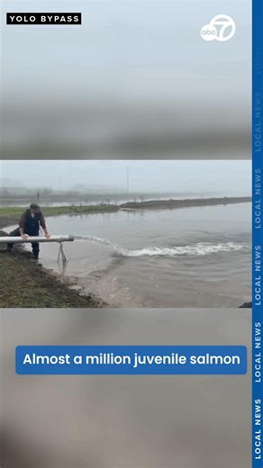 Nearly one million young salmon were released this week into flooded rice fields near the #YoloBypass, near #Sacramento, #California. The juvenile fish, called salmon fry, will spend several weeks growing in the shallow fields. After that, they will swim into the Sacramento River and begin their trip to the Pacific Ocean. The effort is based on scientific research showing flooded rice fields can help young Chinook salmon grow and survive. The project is a partnership with the Coleman National Fi