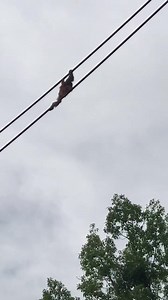 193K views · 1.9K reactions | The zoo is closed today (weather) and while we have a few photos from yesterday we will share, first enjoy Redd on the O-Line. For anyone not familiar with it, the O-Line is ~50 ft above ground and provides a way for orangutans to travel between Great Ape House and Think Tank. Don't miss Redd's string of cartwheels which he executes so gracefully. 6.28.2019 | DC Zoo Walks | Facebook