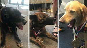Military dog heroes honored with K-9 Medal of Courage