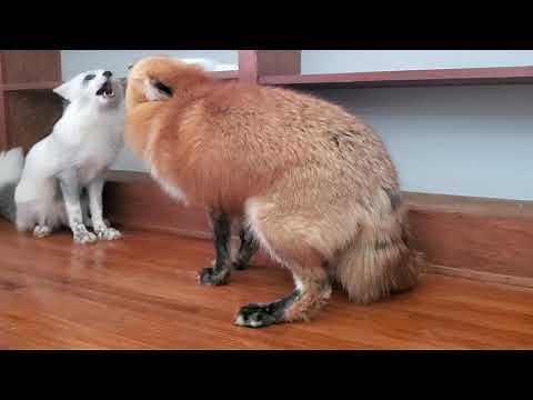Female foxes screaming!