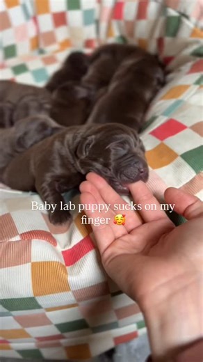 The Happiest Labrador on Instagram: "I use this song a lot with our newborn babies. But it is so fitting and special, that’s why 😂 These little puppies are SO small, and so precious. We cannot get enough of them every day. I love sharing their growth with you guys!! Chocolate lab puppies over the holiday season. 😍😍 #englishlab #chocolatelabpuppy #chocolatelabpuppies #englishlabpuppis #chocolatelab #newbornpuppy"