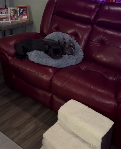 Meet Gucci Bear Daddy and Stella Rose: French Bulldog Twins