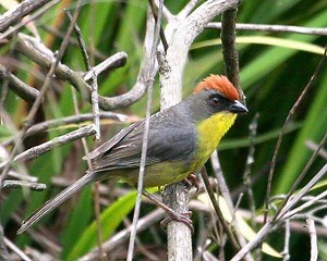 Rufous capped brush finch - Alchetron, the free social encyclopedia