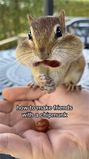 598K views · 18K reactions | “How do you get the chippies to trust...