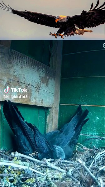 Eagle vs. Crow: Wild Animal Showdown