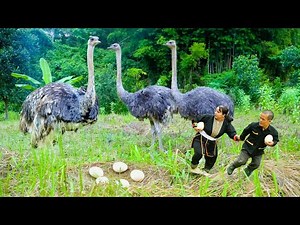 Dwarf Family Survival in Forest with This Area is Rich Life of Ostrich - How to Catch Wild Ostriches