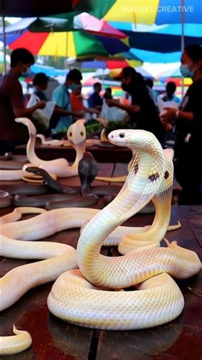 ⚡ ALBINO COBRA MARKET! 😱#cobra‪@farhanefendi-ai‬