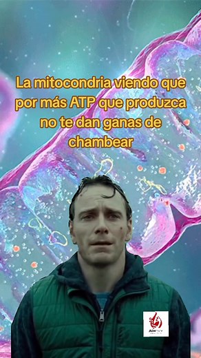 La mitocondria es una pequeña pero poderosa estructura que se encuentra dentro de nuestras células y actúa como su “planta de energía”. Su función principal es producir ATP (adenosín trifosfato), la molécula que almacena y transporta la energía necesaria para casi todas las actividades celulares, desde mover un músculo hasta reparar una herida. Dentro de la mitocondria ocurre un proceso llamado respiración celular, en el cual los nutrientes que obtenemos de los alimentos, principalmente la gluco