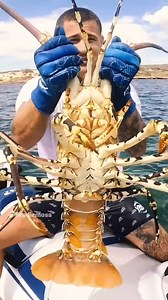 have you ever seen a giant crayfish like this fella before, like a big ocean spider they live in underwater caves or ledges hiding away #GiantCrayfi | Brodiemoss