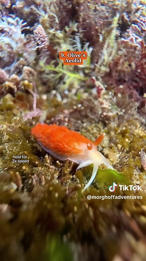 Discover the Unique Nudibranch Sea Slug Species