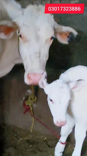 138K views · 7.5K reactions | First timer jersey friesian cow | Pakpattan Animals Tv | Facebook