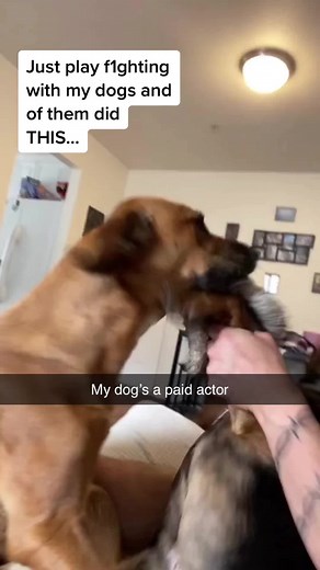 Dramatic Dog Play Fights: When Pets Take It Too Seriously