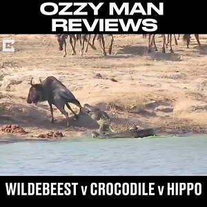 2.5M views · 19K reactions | Wildebeest, crocodile or hippo - who will be the victor?  Ozzy Man Reviews | LADbible | Facebook