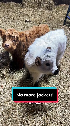 Mini Cows: No More Jackets!
