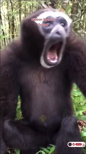 Amazing Calls of Gibbons – Nature’s Jungle Singers! 🌿🎶