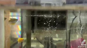 Introducing the mesmerizing Pearl Gourami, a true gem among aquarium fish 🐟🌸✨. Its name aptly describes its lustrous appearance, as the glistening pearl-like scales create a soft shimmer that catches the light in a captivating dance. With a silvery-white body adorned by iridescent hues of pink, blue, and green, this enchanting fish is a sight to behold. The Pearl Gourami's graceful demeanor and peaceful nature make it a sought-after species for community tanks. Its calm and gentle temperament 