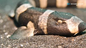 Filmed this brown banded bamboo shark walking.. Isn't it look so beautiful with its stripe colored body.. #nature #nauticamhousings #creature #scubadiving #divinglife #nationalgeographic #panasonic #scuba #weefine #indonesia #lumixfr #fish #sealife #oceanlife #lembehisland #lembeh #sharks | OceanVizion