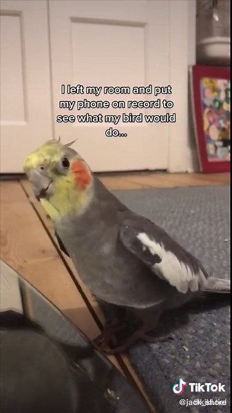 Bird Singing Remix - Funny Meme Video