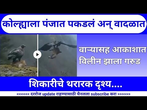 कोल्ह्याला पंजात पकडलं अन् वादळात वाऱ्यासह आकाशात विलीन झाला गरुड।eagle vs fox