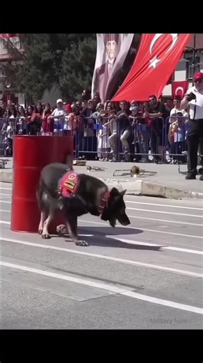 Turkish Military K9 in Action 🐕💥 Elite Commando Dog Training Obedience Drill