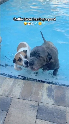 Callie loves having a pool 😂🐶🌊💦🌞🩵#dogsswimming #dogs #florida #dogpool #neapolitanmastiff