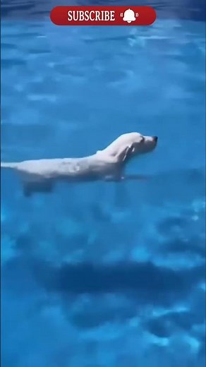 Cute Animals Playing: Relaxing Wildlife Video