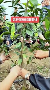 果樹修剪定桿定枝不再困難：柑橘樹管理新手到專家的快速通道Pruning fruit trees to fixed poles and branches is no longer difficult