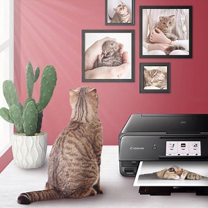 23K views · 206 reactions | Her kitten days may be over, but the memories stay golden furever  By opting for the ideal duo of genuine Canon ink and paper, your prints remain brilliant and fade-resistant for years to come. | Canon Singapore | Facebook