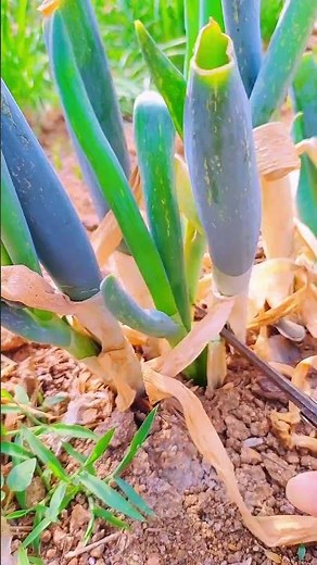 The Simple Way to Regrow Scallions #gardeningtips