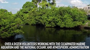 Rescuers In Florida Use A Human Chain To Save Stranded Dolphins