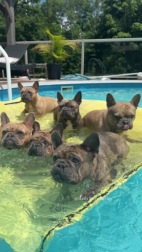 French Bulldog Swimming Compilation