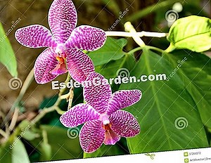 Orquídea Vanda: Cultivo, Mantenimiento, Floración 🌿 Todo Sobre Jardinería Y Diseño De Jardines - 2025