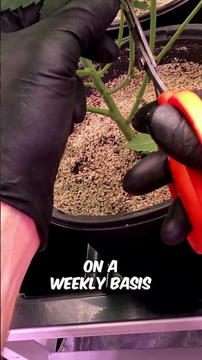 How to Lollipop Cannabis Plants. Full Video in Our Channel!