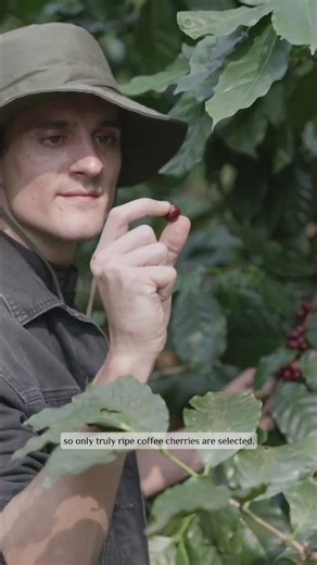 different types of coffee beans