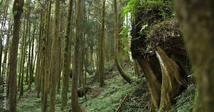 Ancient forest with giant tree trunks at Alishan National Scenic Area in Taiwan, ROC.