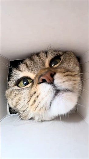 What kind of delicious trap is this? #bkhkitten #cat #cute