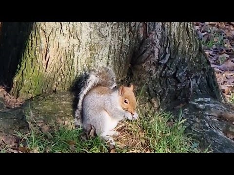 strong core ♡ sculpted abs
