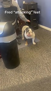 Bulldog Funny tantrum ❤️ #bulldog #dog #dogs #englishbulldog #trending | Ollie Butt Jones