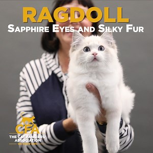 1.8K views · 43 reactions | CFA International Cat Show & EXPO Get ready for an intimate whisker-to-whisker experience with Ragdolls, Sphynx, and Maine Coon Cats and more. In our special Cat Cabanas, you’ll have the chance to chill with the cat of your dreams. The lines are sure to be purr-ty long, so arrive early to snag your spot in this purr-tacular new experience!  Get your tickets at https://bit.ly/CFAInternationalTickets | CFA - The Cat Fanciers' Association, Inc | Facebook