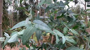 Video of the Eucalyptus tree. Concept of plants and trees.