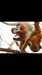 218K views · 1.9K reactions | Incredible Moment: Mother Monkey Gives Birth High in a Tree, Showing True Strength and Instinct | Monkey history 2024 | Facebook